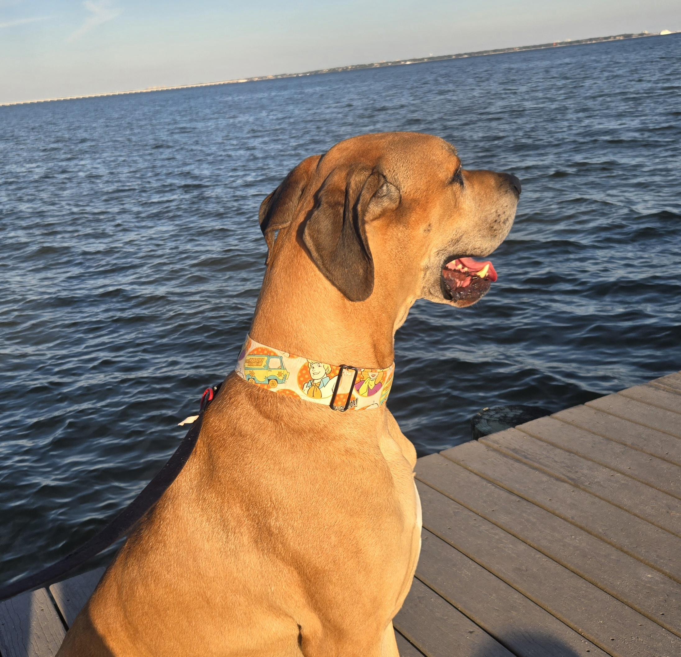 Murray, a ADOPTABLE Great Dane in Pensacola, FL image 4/6