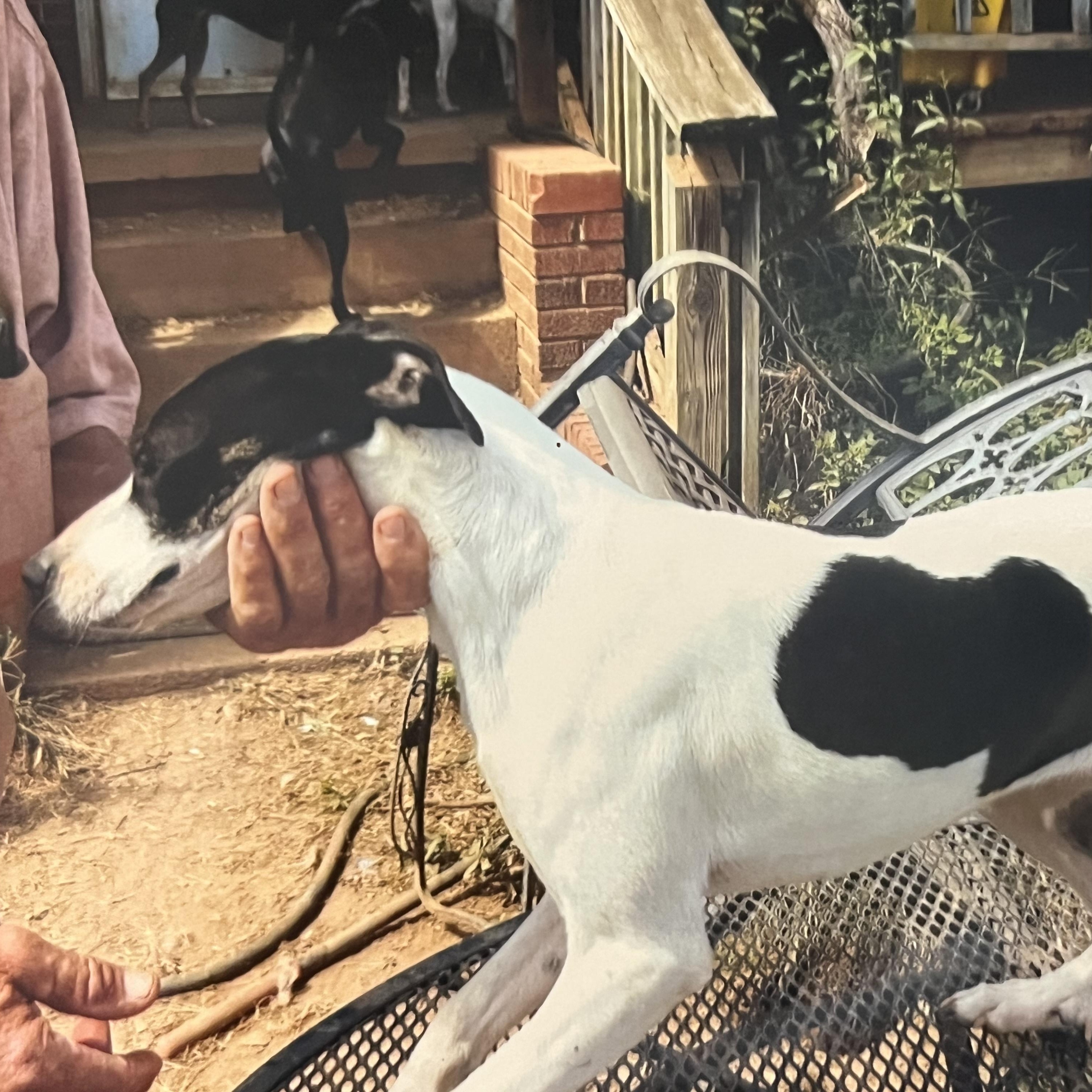 Lilly (Community Assist)