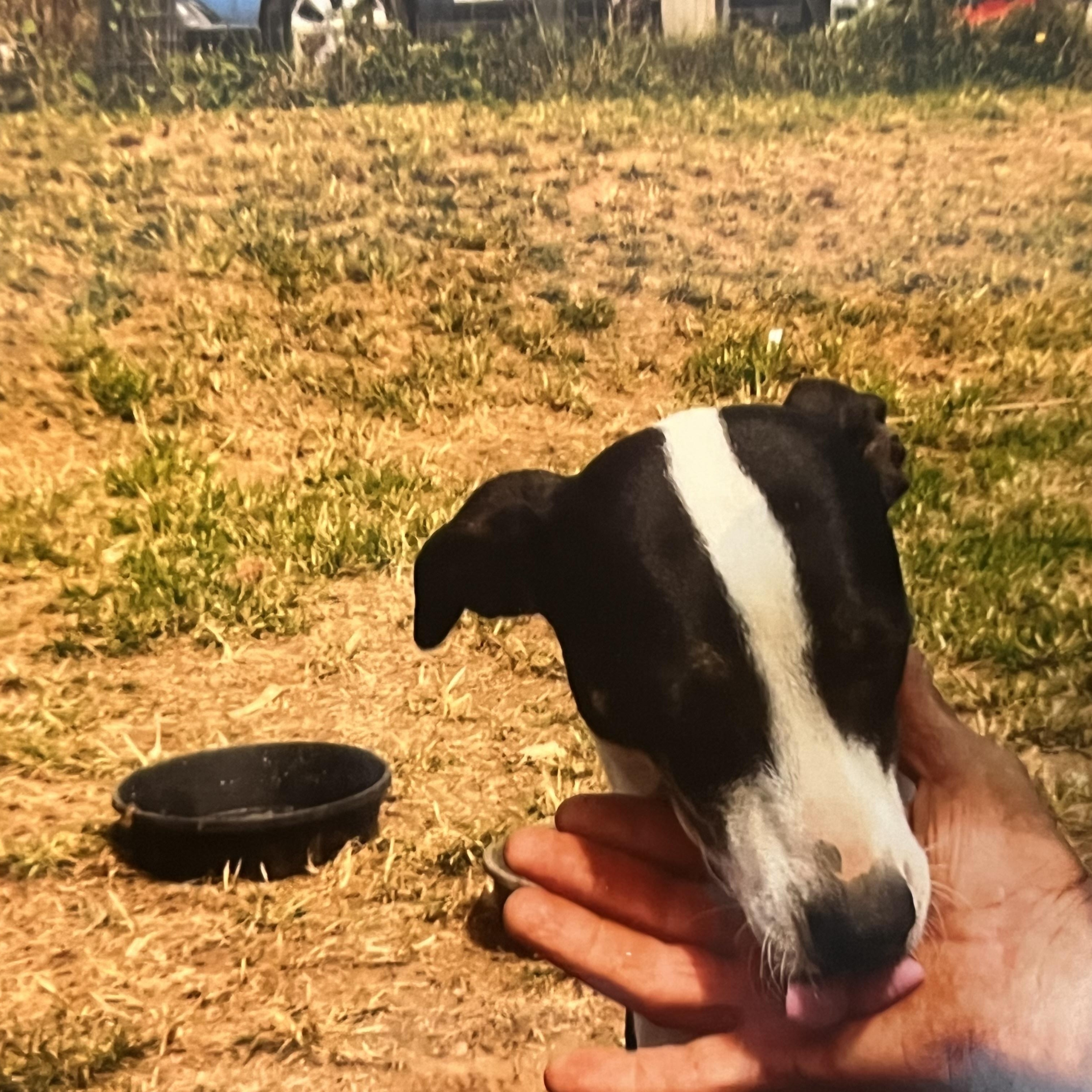 Lilly (Community Assist)