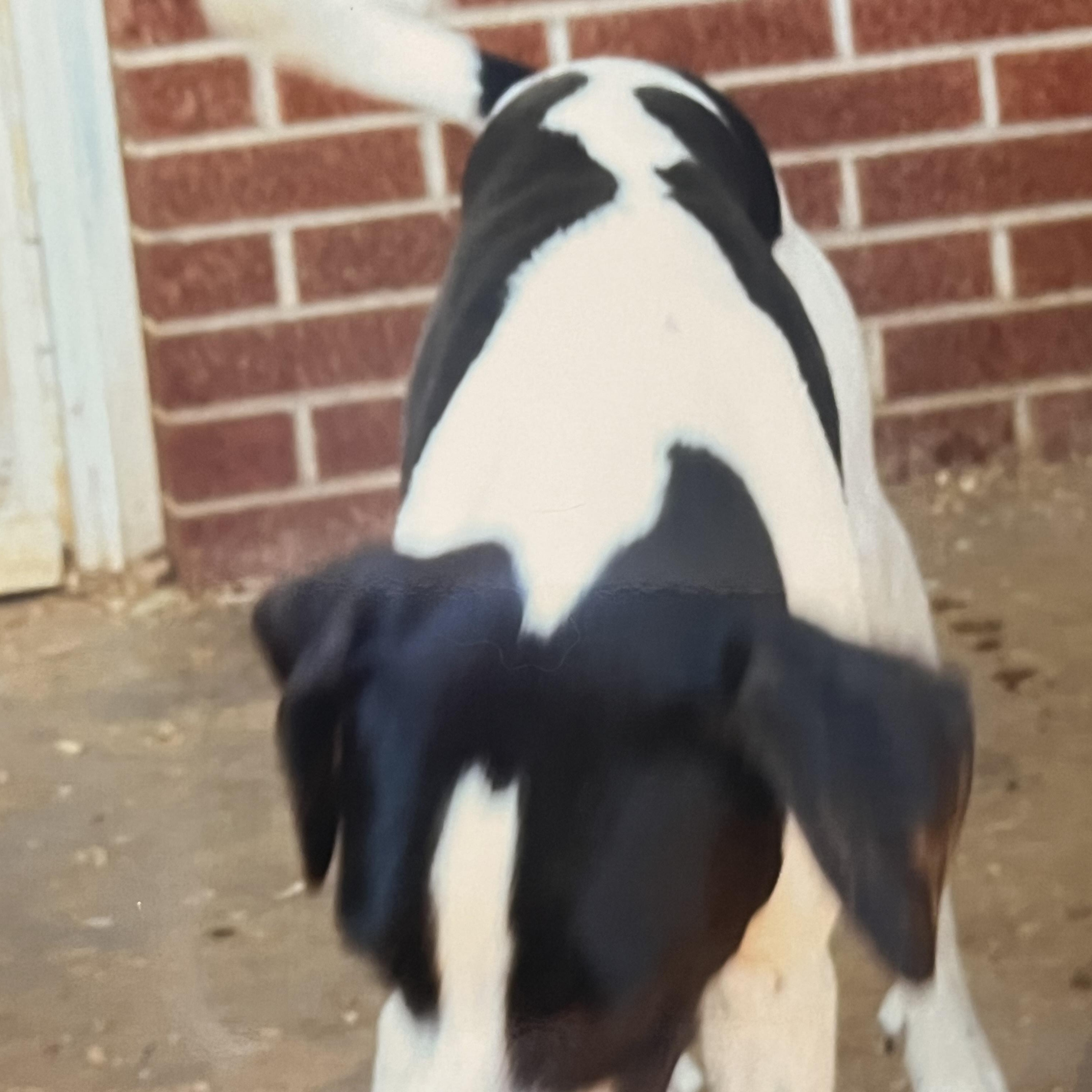 Lilly (Community Assist)