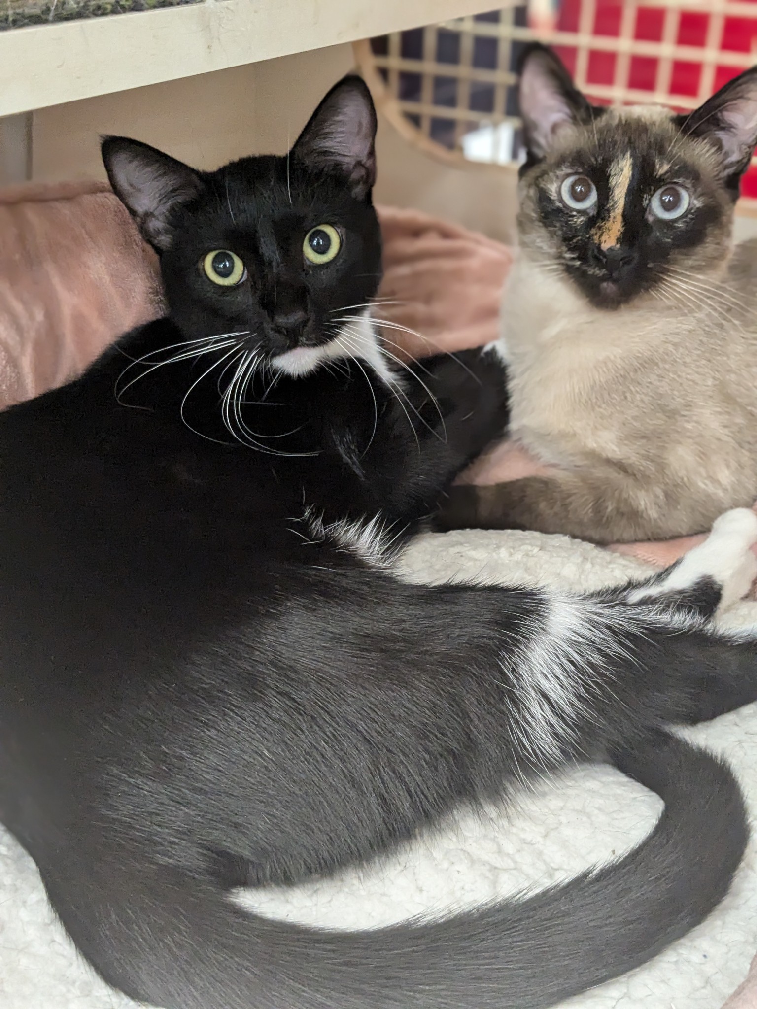 Socks and Summer - Gorgeous BONDED Sisters, Adoptable, Young Female Siamese & Tuxedo.