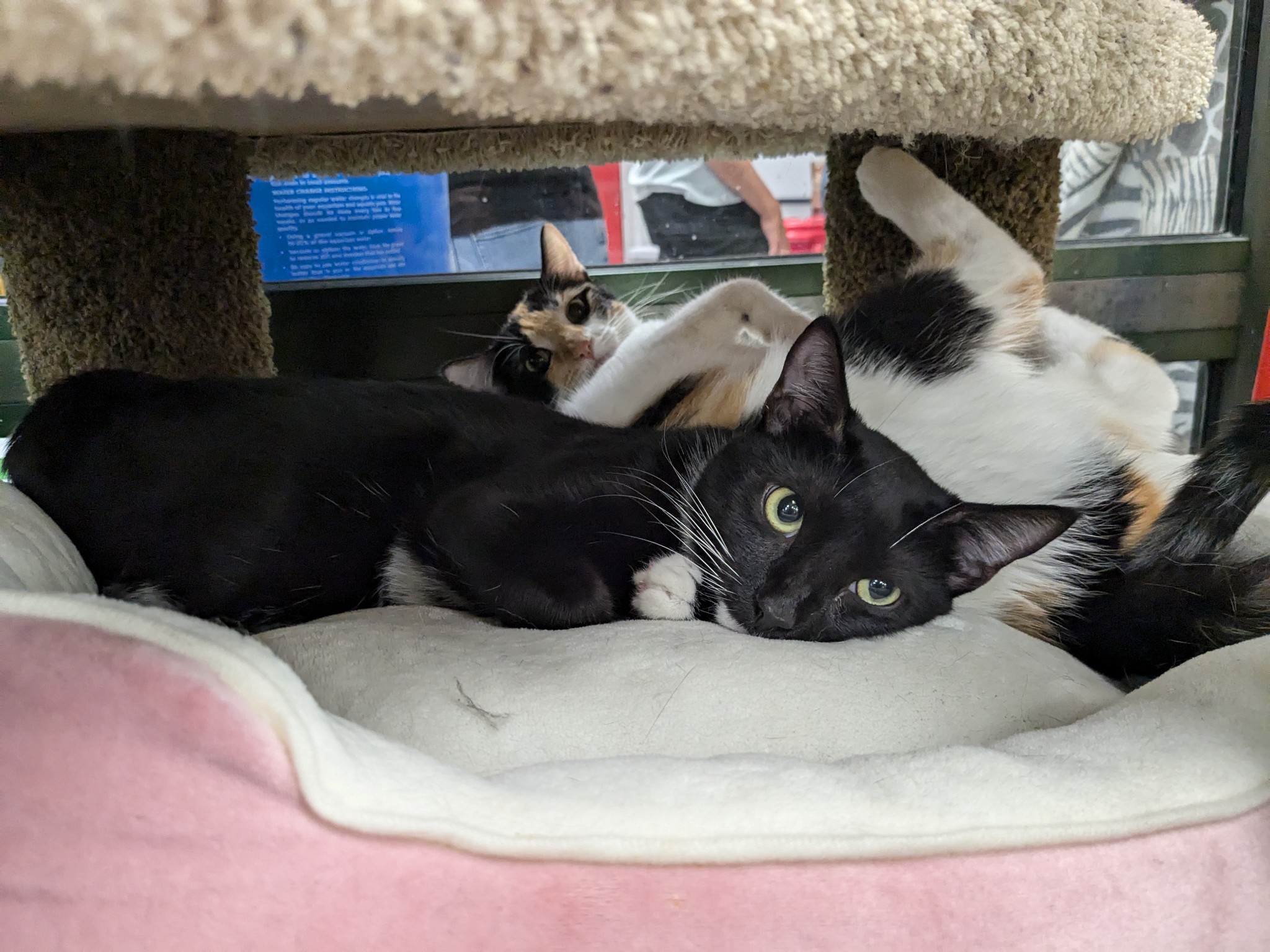 Socks and Summer - Gorgeous BONDED Sisters