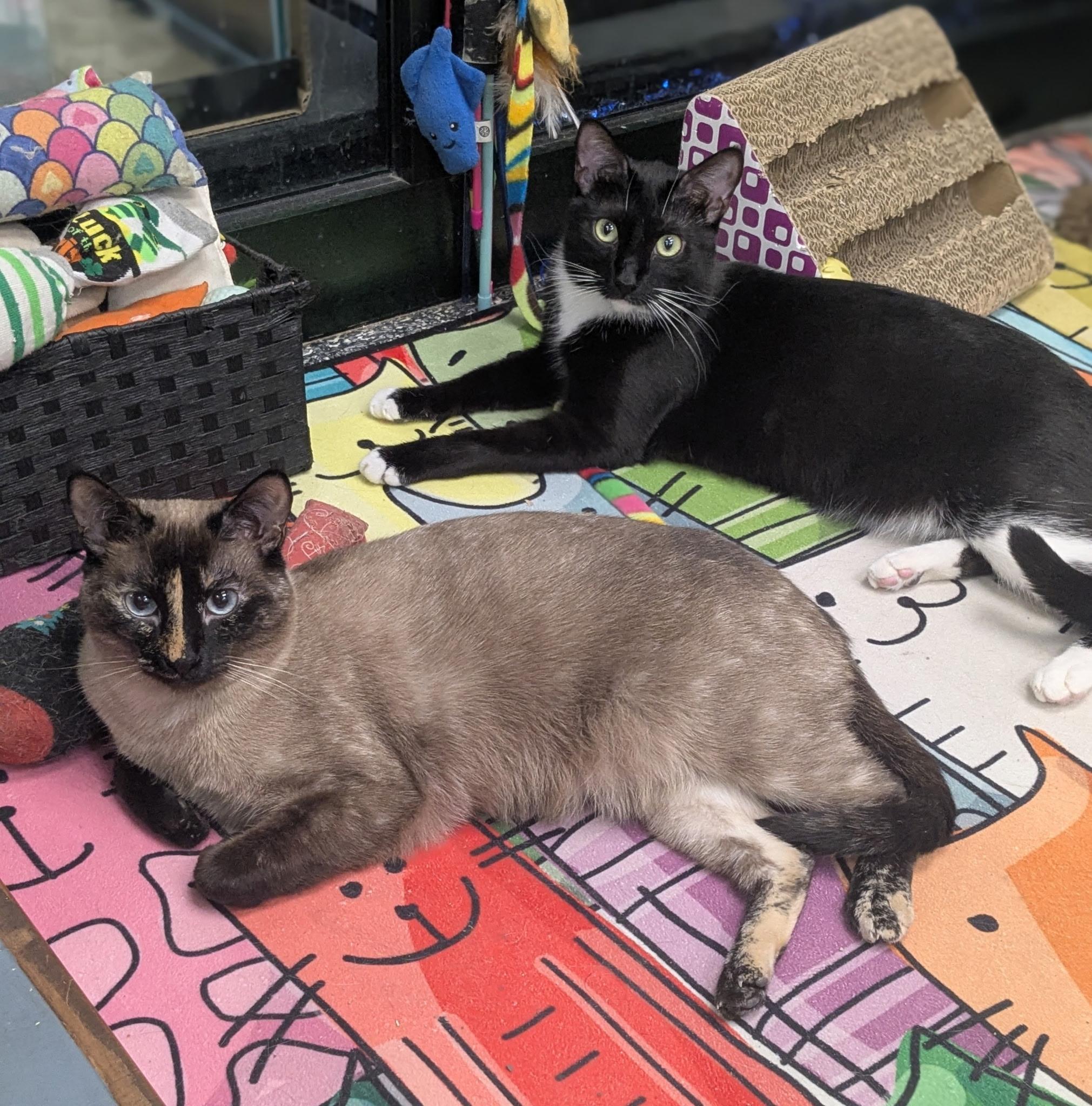 Socks and Summer - Gorgeous BONDED Sisters
