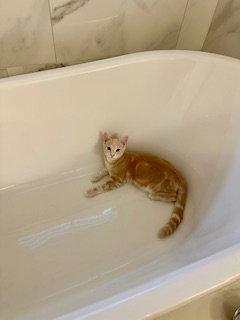 Huntington, Adopted, Kitten Male Domestic Short Hair & Tabby.