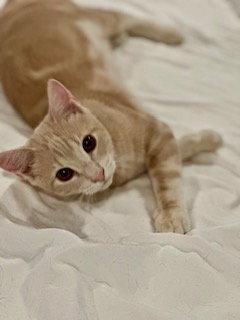 Enlarge Huntington, a Adopted mixed breed in Alpharetta, GA image 2/3