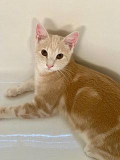 Enlarge Huntington, a Adopted mixed breed in Alpharetta, GA image 3/3