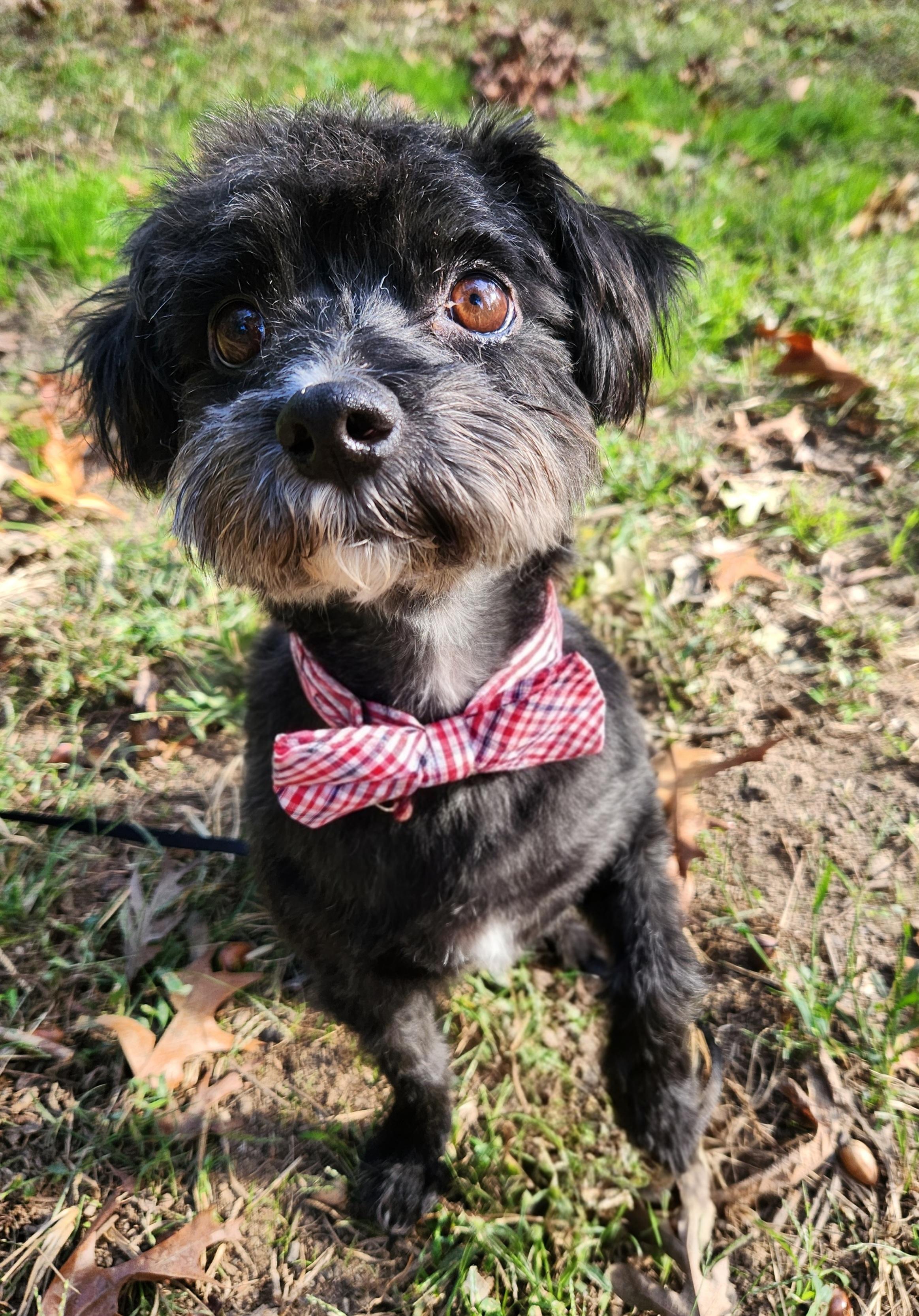 Enlarge Baxter, a Adopted mixed breed in Pelzer, SC image 2/4
