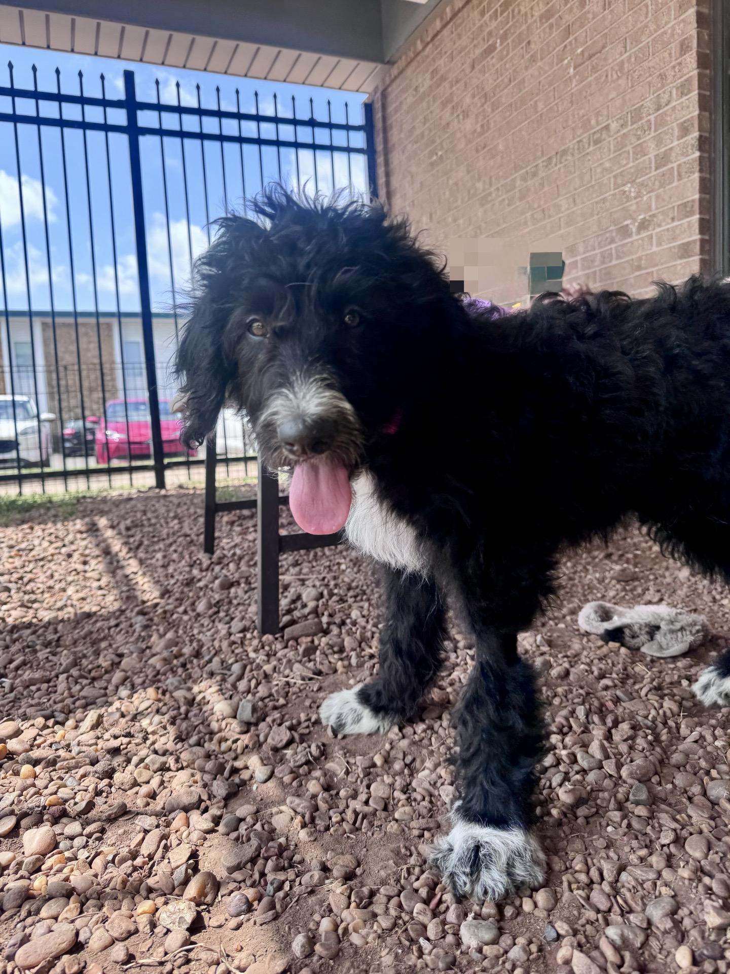 Haji Wright, Adoptable, Puppy Male Standard Poodle & Border Collie.