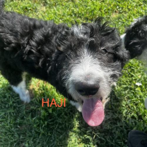 Haji Wright, Adoptable, Puppy Male Standard Poodle & Border Collie.