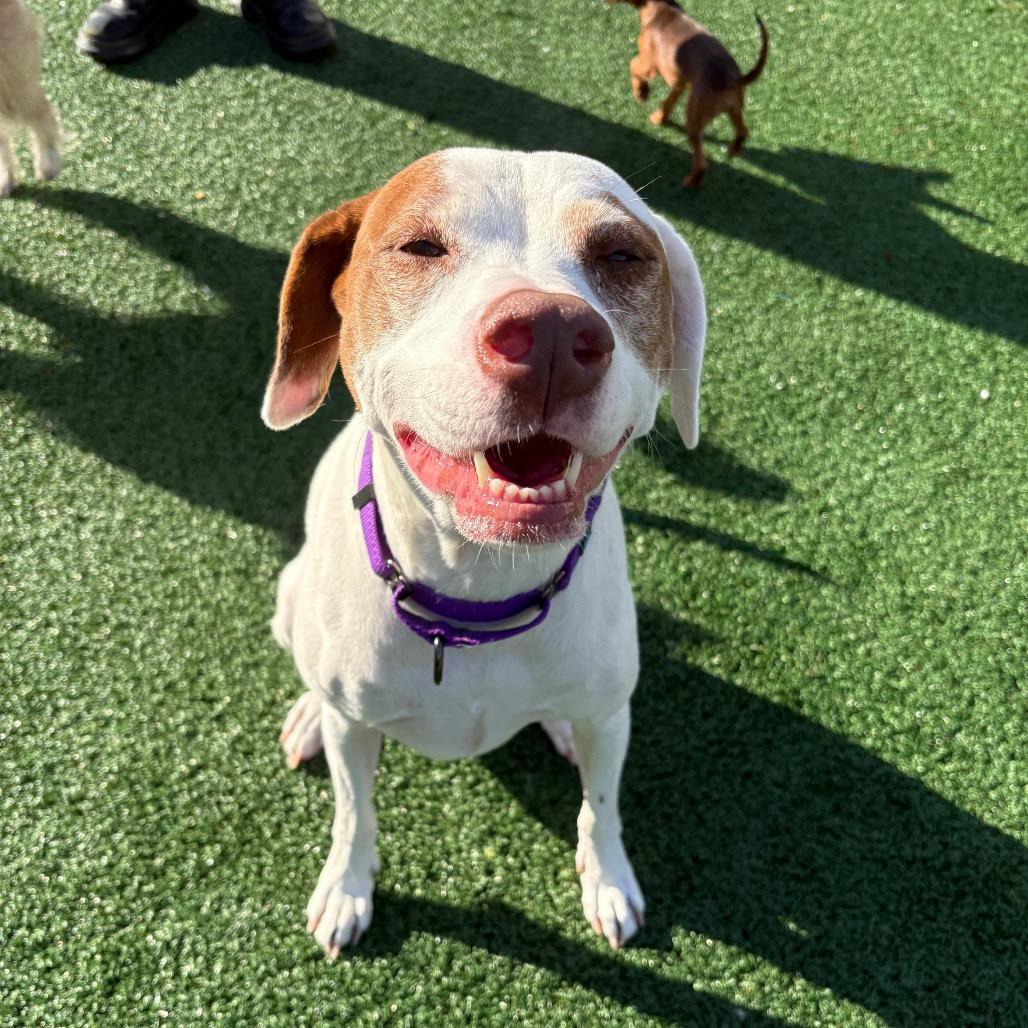 Rosie, Adoptable, Adult Female Hound.