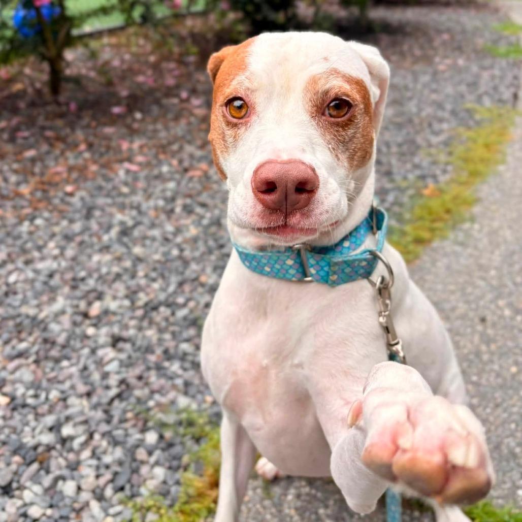 Rosie, a Adoptable Hound in Brockton, MA image 2/6
