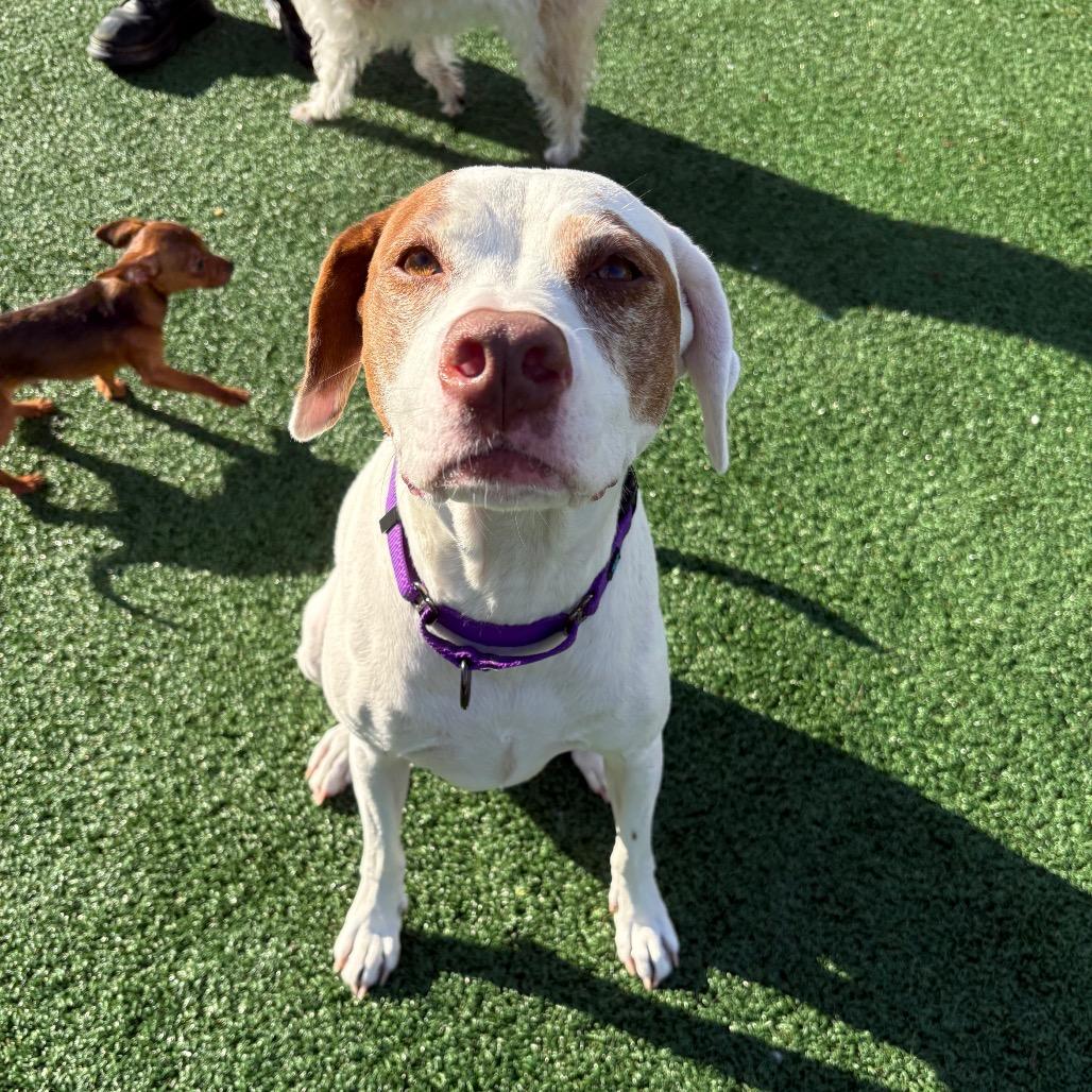 Rosie, a Adoptable Hound in Brockton, MA image 3/6