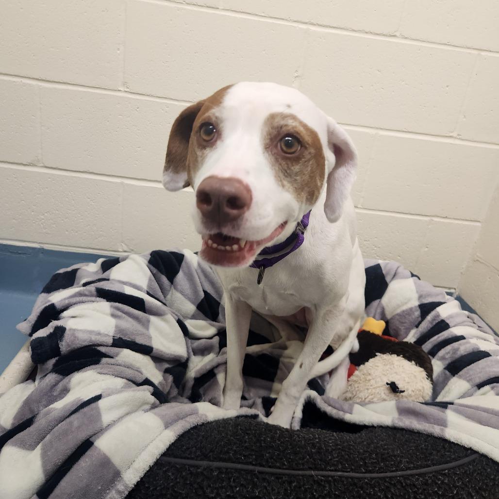 Rosie, a Adoptable Hound in Brockton, MA image 4/6