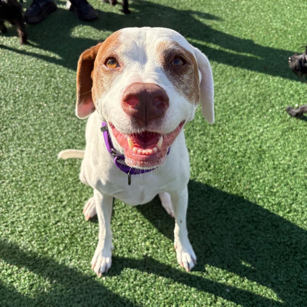 Rosie, a Adoptable Hound in Brockton, MA image 5/6