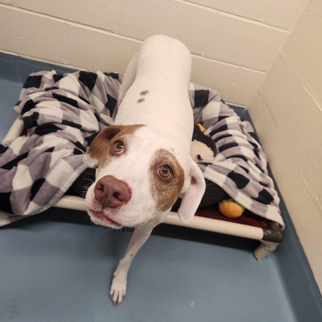 Rosie, a Adoptable Hound in Brockton, MA image 6/6