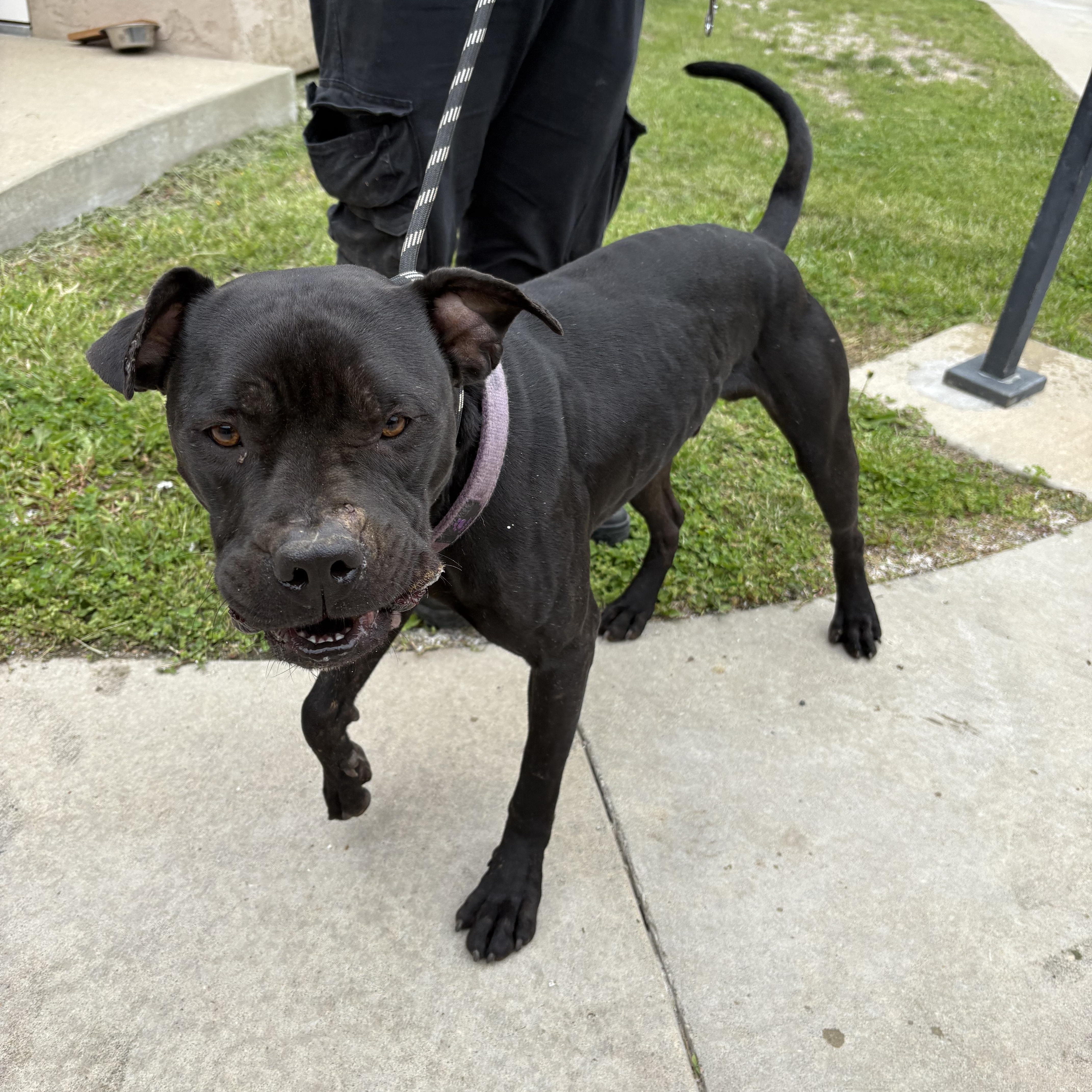 Enlarge 26-0196 "Bones", a ADOPTABLE Pit Bull Terrier in Leavenworth, KS image 1/1