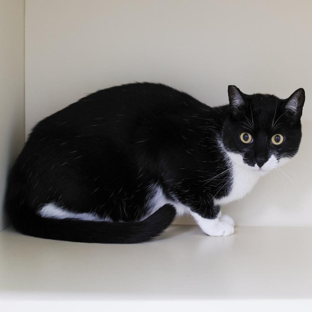 Oliver, Adoptable, Adult Male Domestic Short Hair.