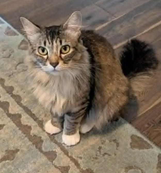 Enlarge Pistachio, a ADOPTABLE Domestic Long Hair in Wasilla, AK image 1/1
