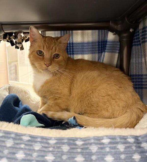 Mortimer, Adoptable, Senior Male Domestic Short Hair.