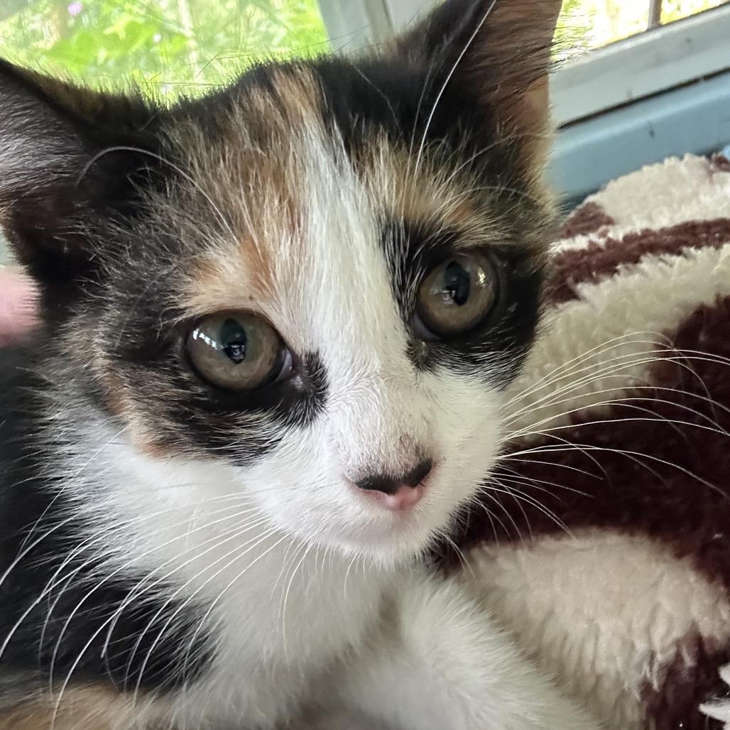 Token, Adoptable, Kitten Female Domestic Short Hair.