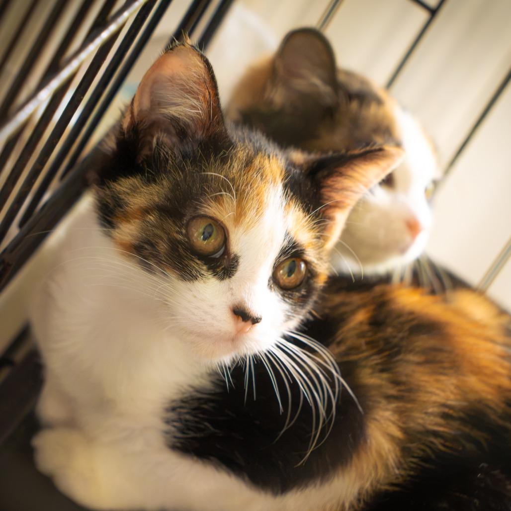 Token, a Adoptable Domestic Short Hair in Pahoa, HI image 3/4