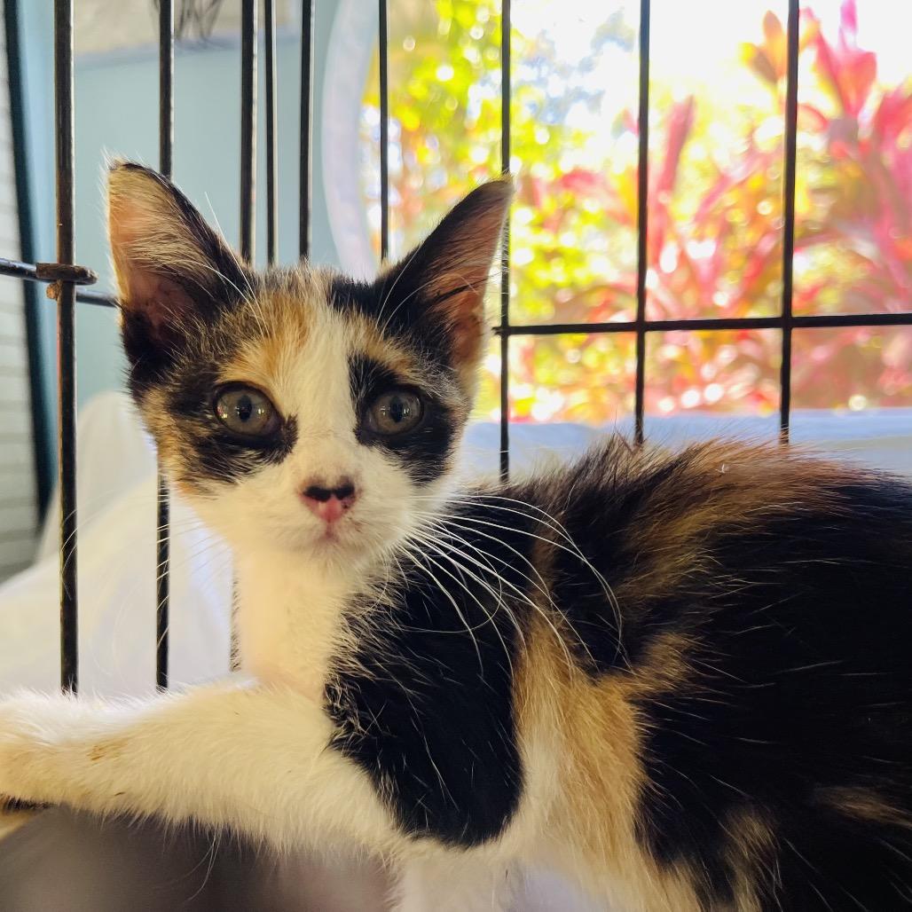 Token, a Adoptable Domestic Short Hair in Pahoa, HI image 4/4