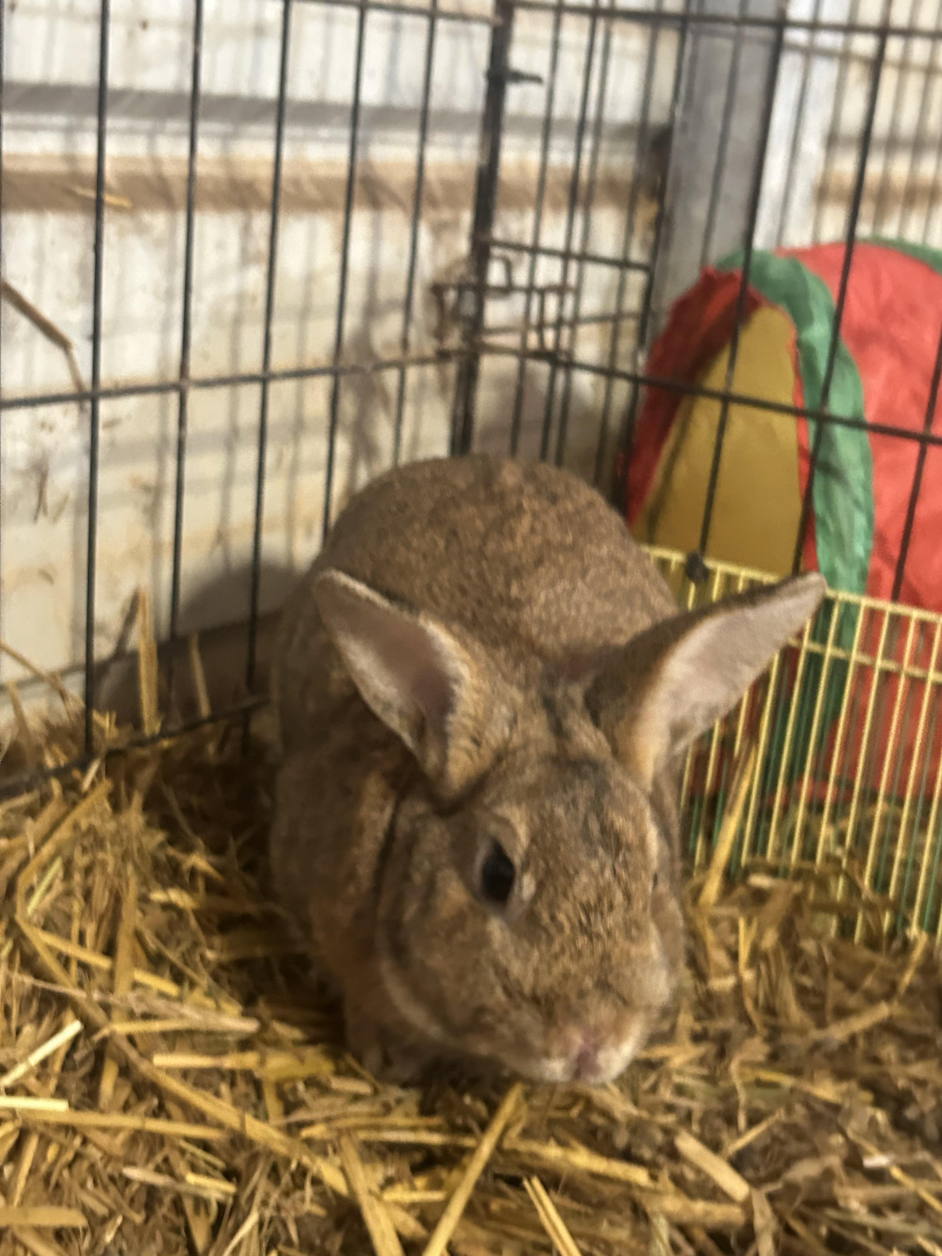 Enlarge Benji, a ADOPTABLE mixed breed in Bishopville, SC image 3/3