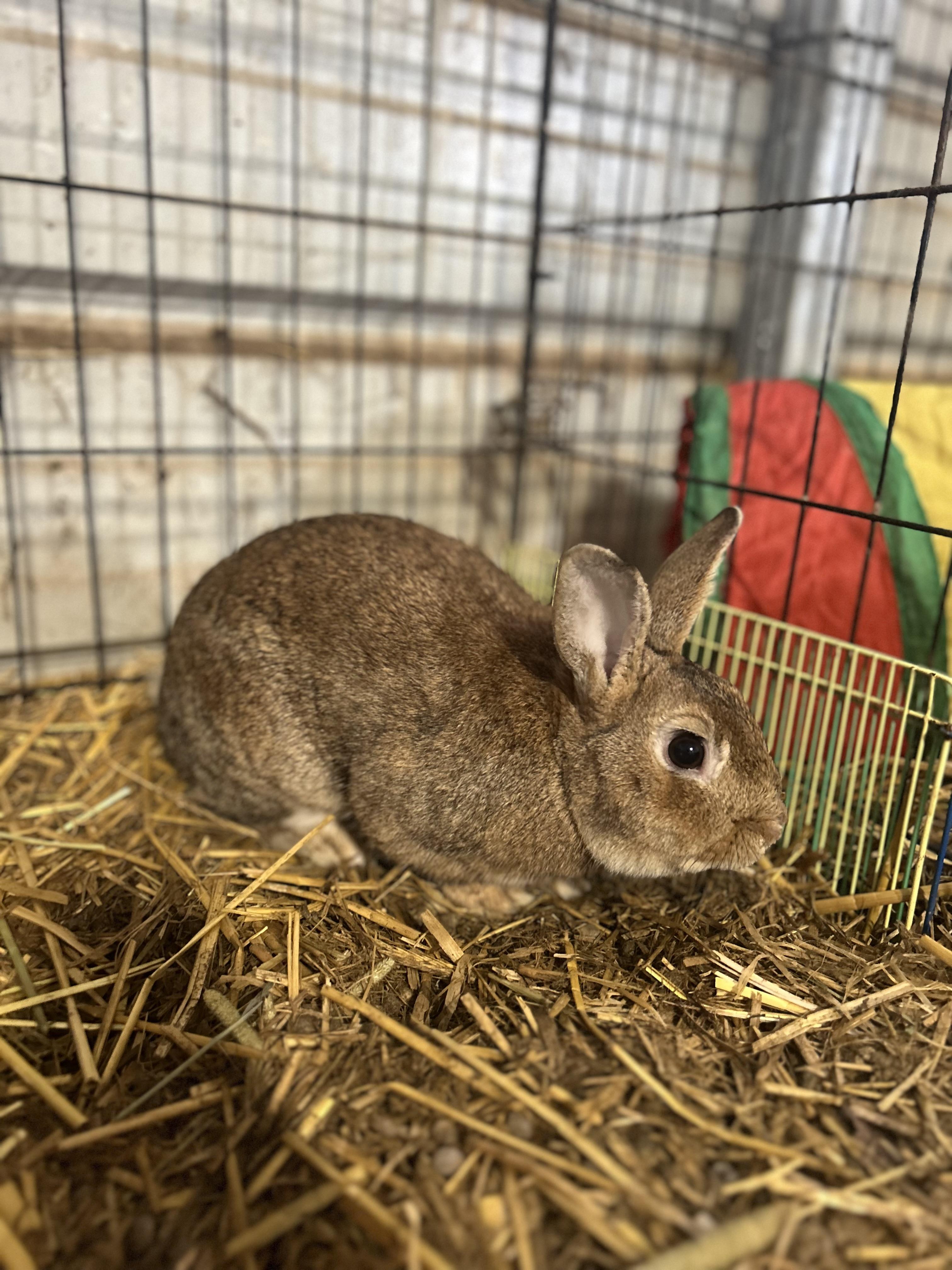 Benji, ADOPTABLE, Adult Male Polish & Netherland Dwarf.