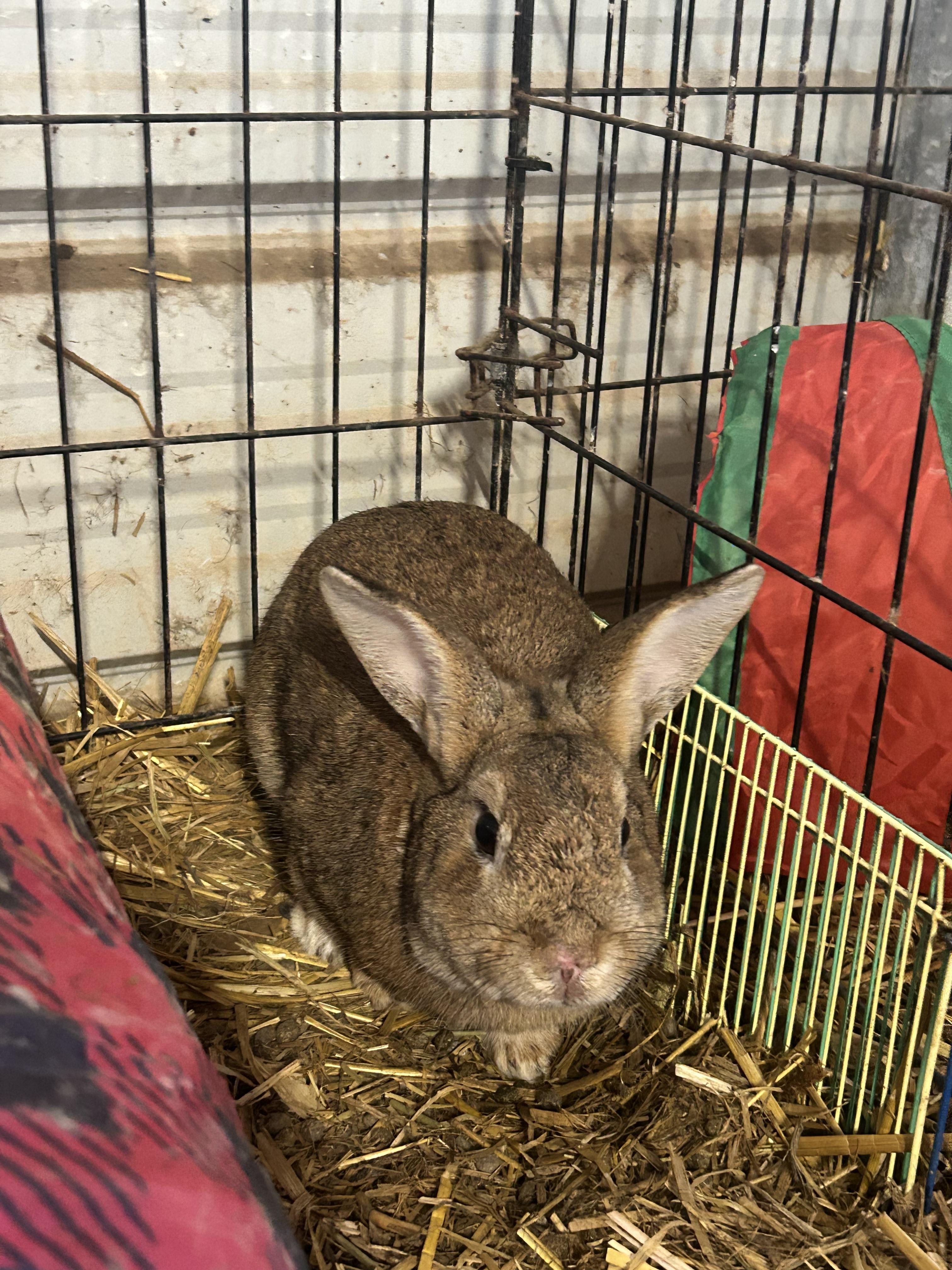 Enlarge Benji, a ADOPTABLE mixed breed in Bishopville, SC image 2/3