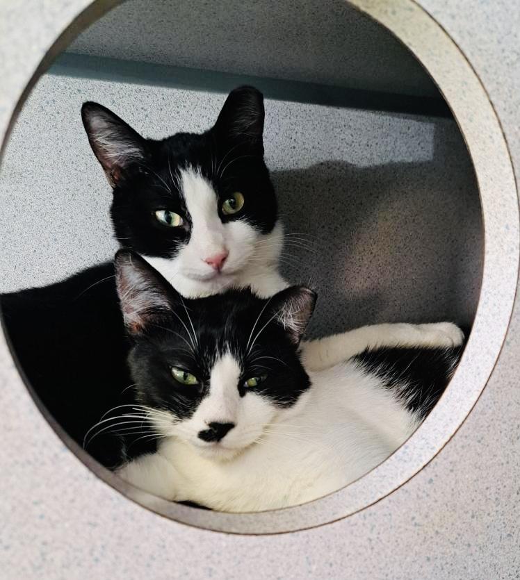 Chaplin & Eugene, Adoptable, Kitten Male Tuxedo.