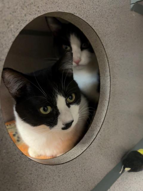 Enlarge Chaplin & Eugene, a Adoptable Tuxedo in Grass Valley, CA image 3/6