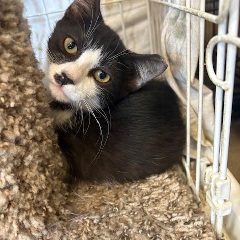 Chaplin, Adoptable, Kitten Male Tuxedo.