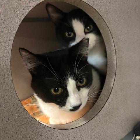 Chaplin & Eugene, Adoptable, Kitten Male Tuxedo.