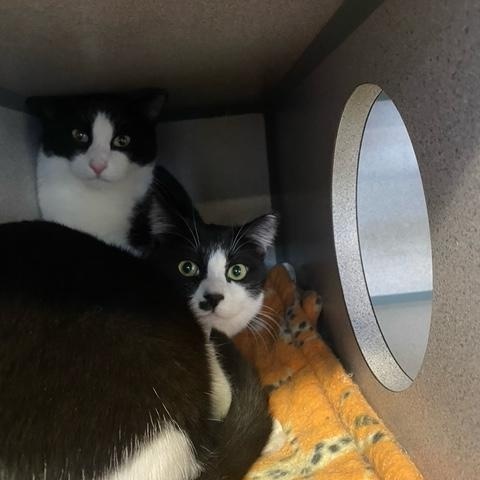 Enlarge Chaplin & Eugene, a Adoptable Tuxedo in Grass Valley, CA image 6/6