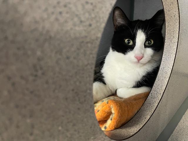 Enlarge Chaplin & Eugene, a Adoptable Tuxedo in Grass Valley, CA image 5/6