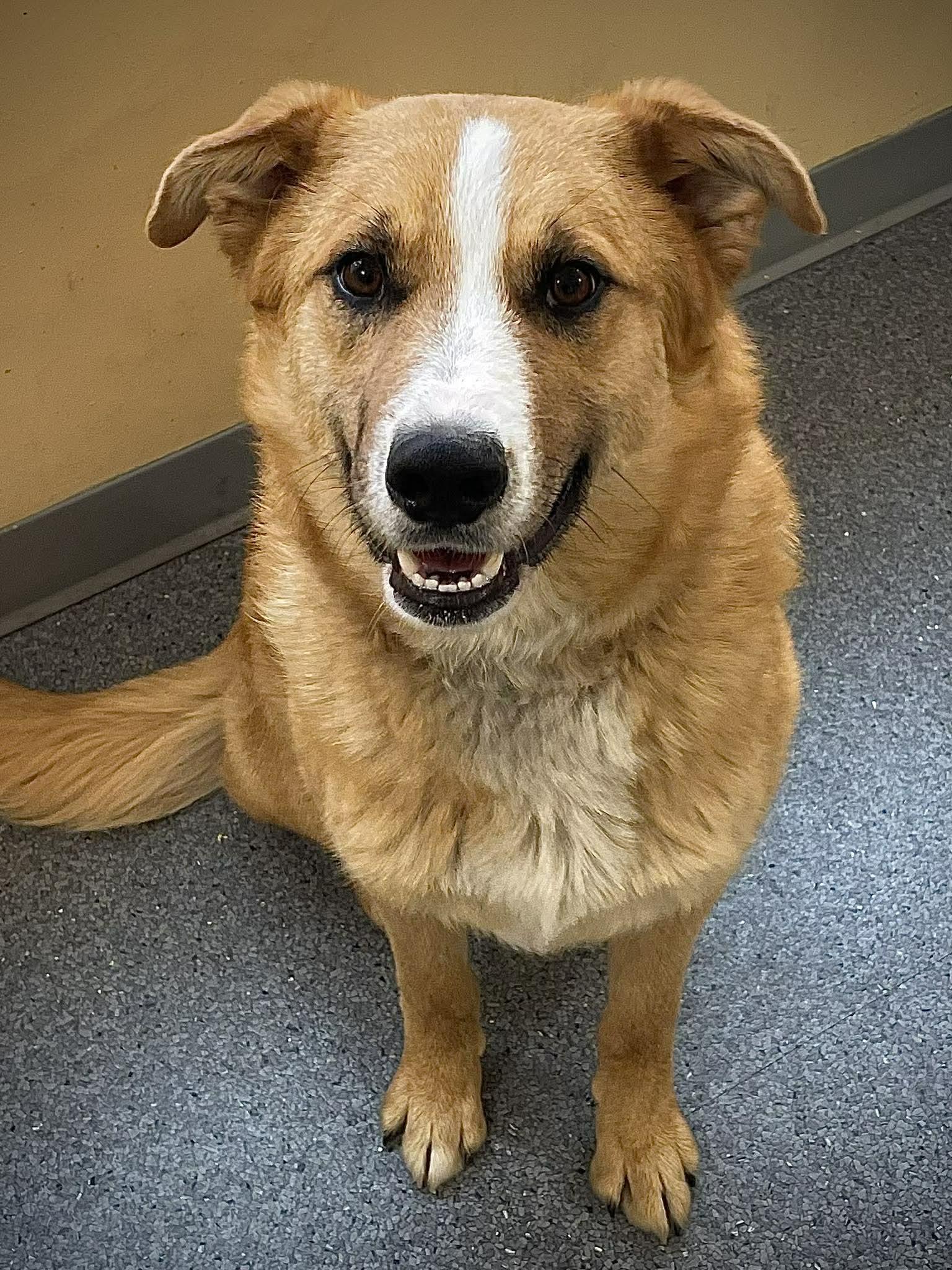 Enlarge Aspen, a Adoptable Mixed Breed in Covington, VA image 1/1