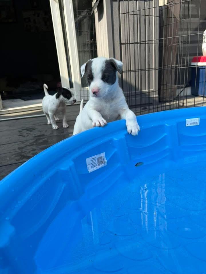 Chase, Adoptable, Puppy Male Border Collie.