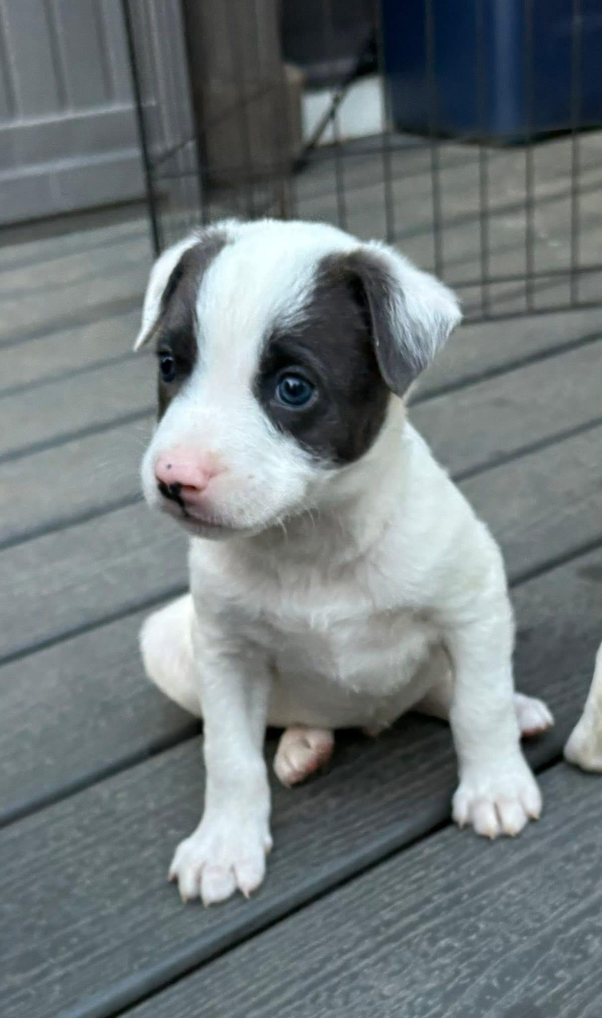 Chase, a Adoptable mixed breed in Berlin, NJ image 2/2