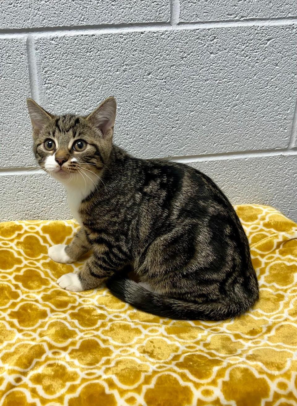 Enlarge Pecan , an adopted Domestic Short Hair in Edinburg, VA image 1/1