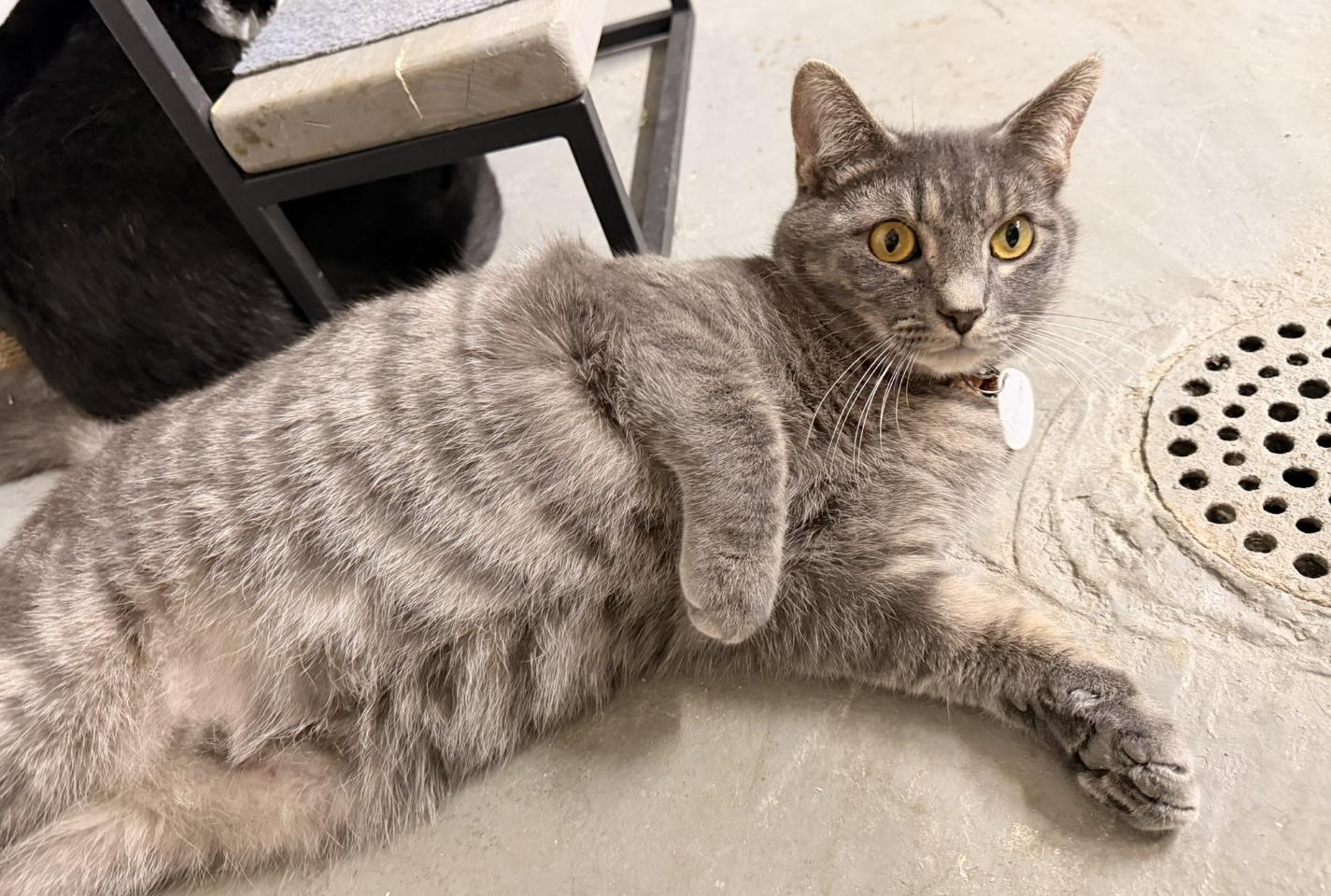 Jackson, Adoptable, Kitten Male Domestic Short Hair.