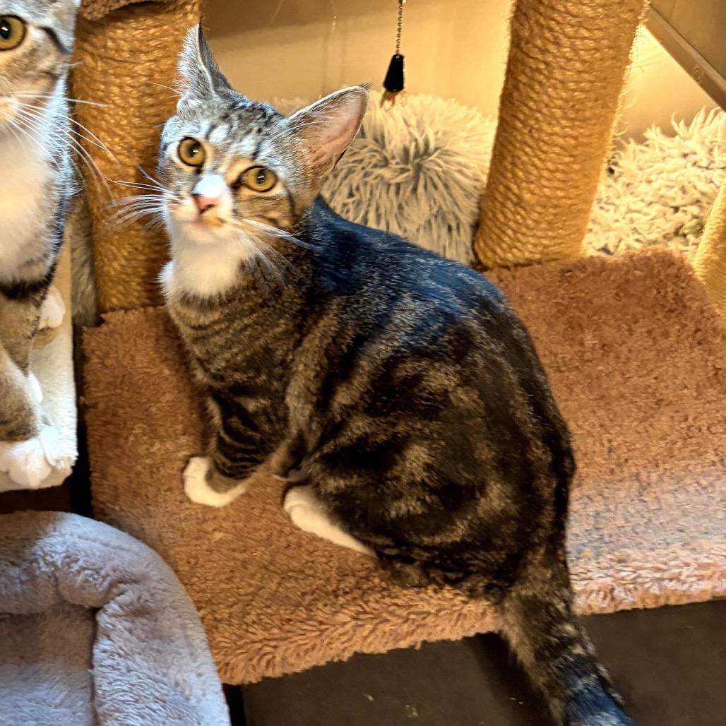 Li with Khan, Adoptable, Kitten Female Domestic Short Hair.