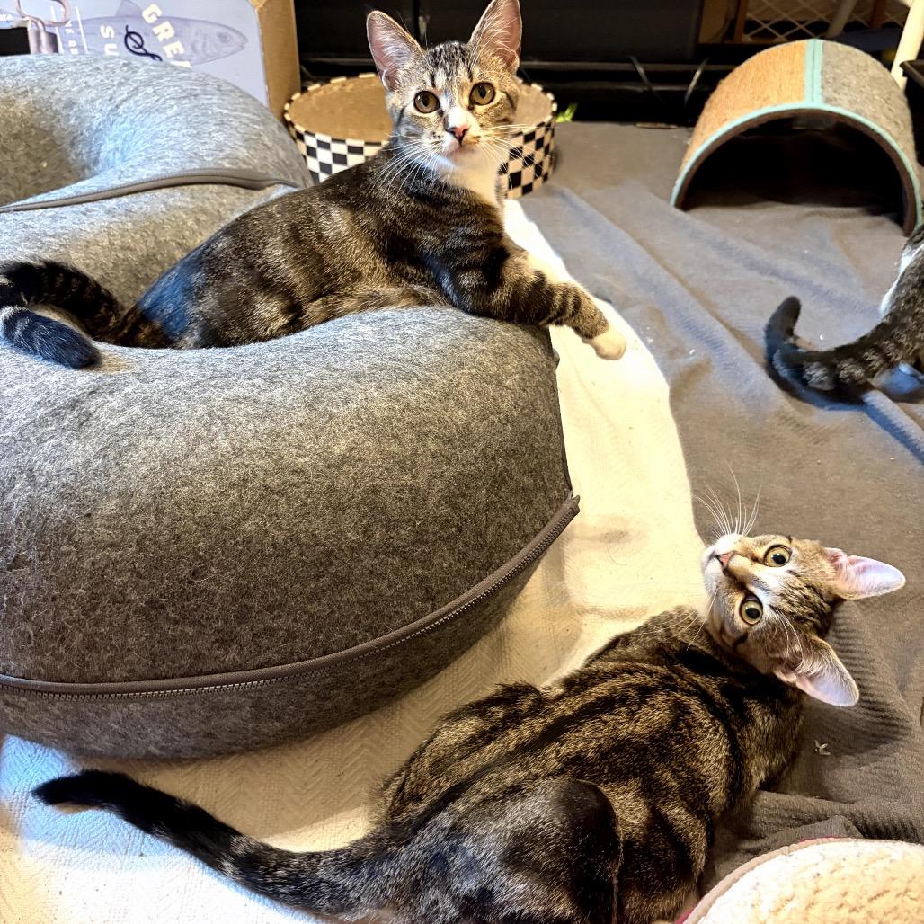 Li with Khan, a Adoptable Domestic Short Hair in Fayetteville, GA image 2/3