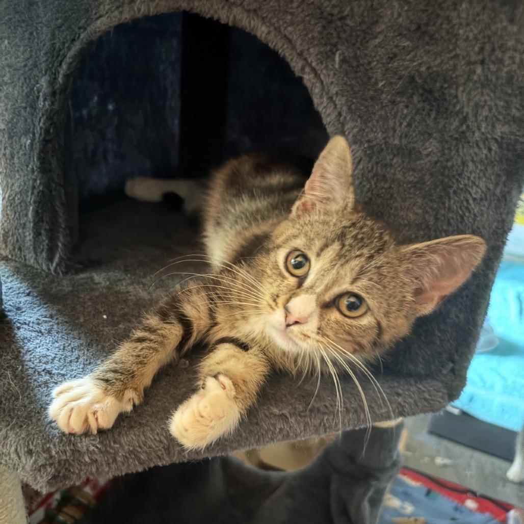 Li, Adoptable, Kitten Female Domestic Short Hair.