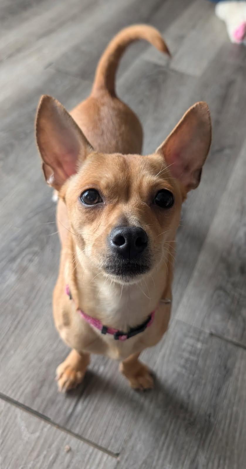 Frida, ADOPTABLE, Young Female Chihuahua.