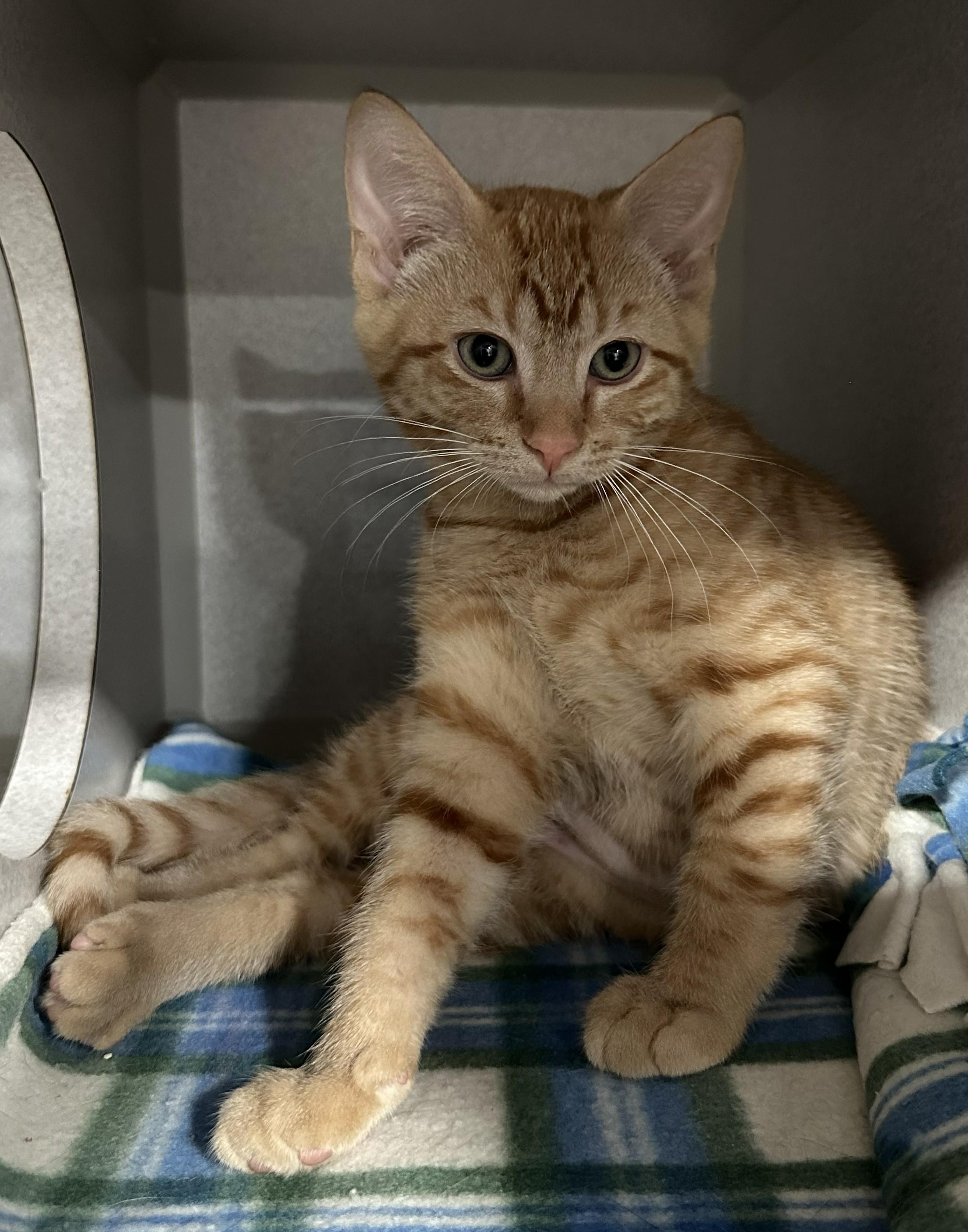 Bismark, Adoptable, Young Female Domestic Short Hair.