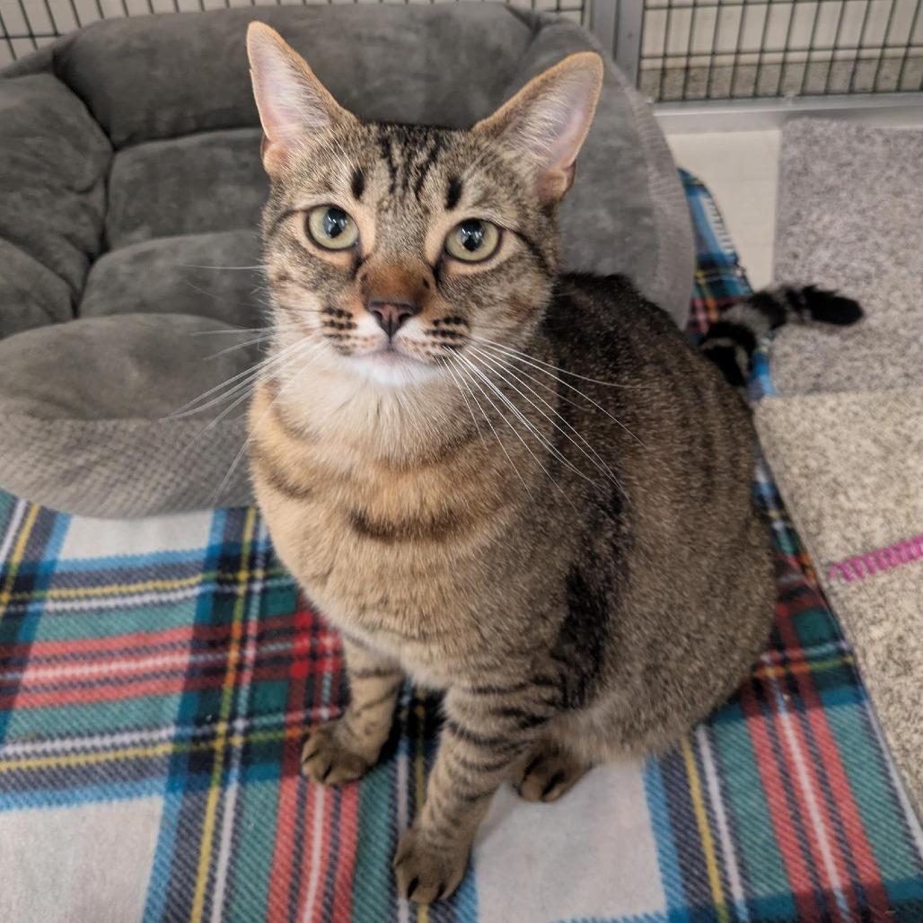 Enlarge Sandy, a Adoptable Domestic Short Hair in Santa Rosa, CA image 1/6