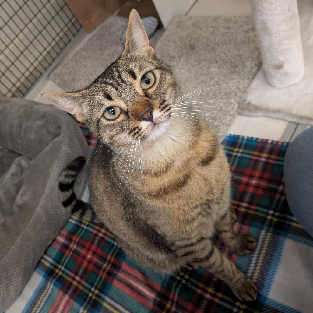 Enlarge Sandy, a Adoptable Domestic Short Hair in Santa Rosa, CA image 2/6