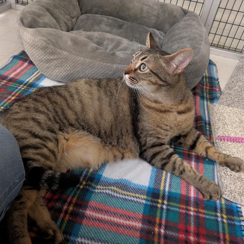 Enlarge Sandy, a Adoptable Domestic Short Hair in Santa Rosa, CA image 3/6