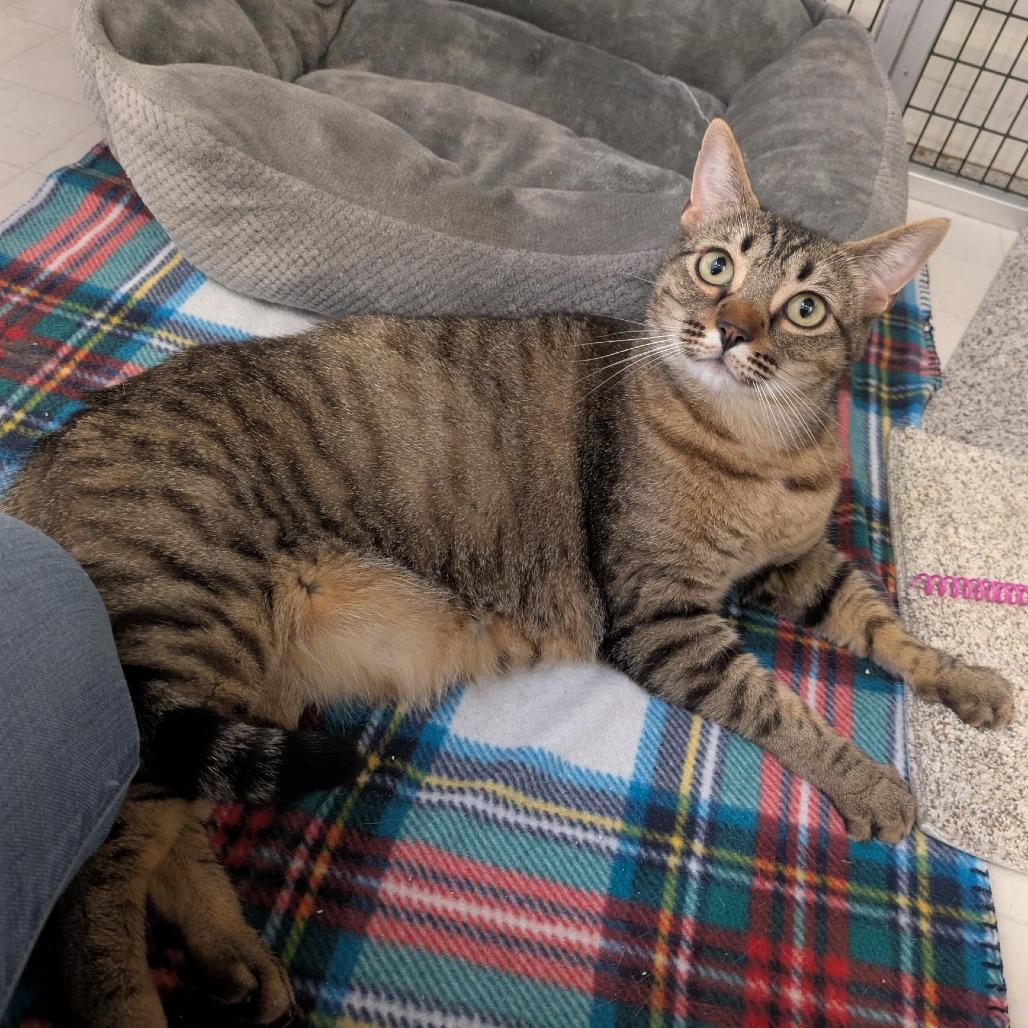 Enlarge Sandy, a Adoptable Domestic Short Hair in Santa Rosa, CA image 4/6