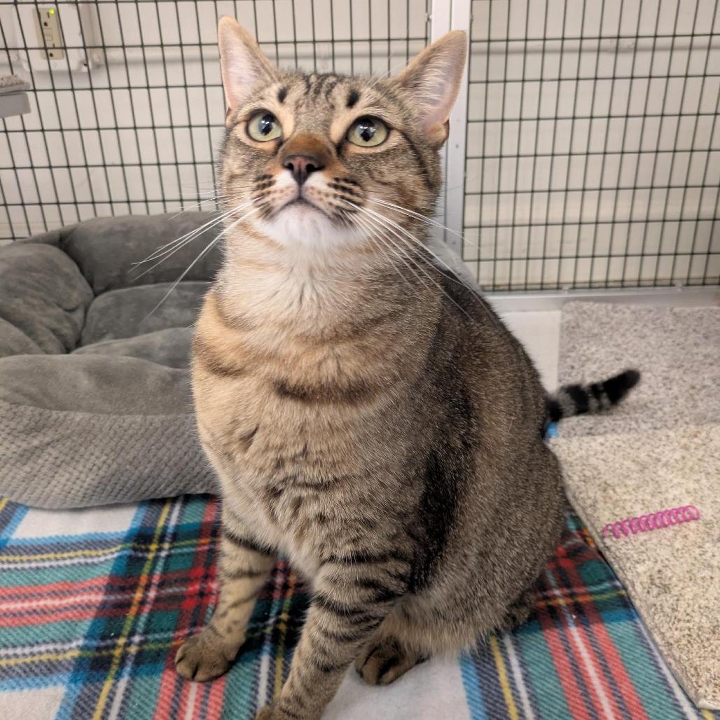 Enlarge Sandy, a Adoptable Domestic Short Hair in Santa Rosa, CA image 6/6